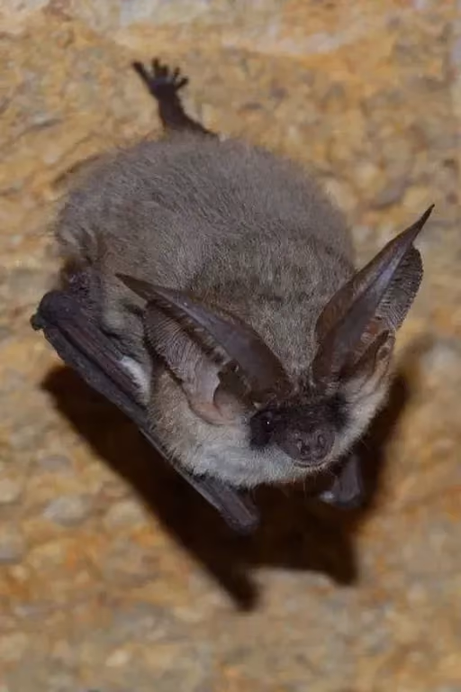 bat