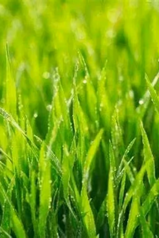 Grass | Touch grass you bum